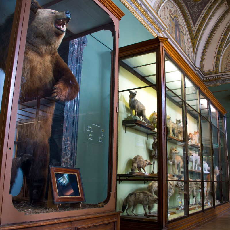 Preserved standing bear in a glass display case, with more mounted animals in cases and ornate museum ceiling behind.
                                 (AI-generated alt-text, generated with GPT-4.1-mini)
