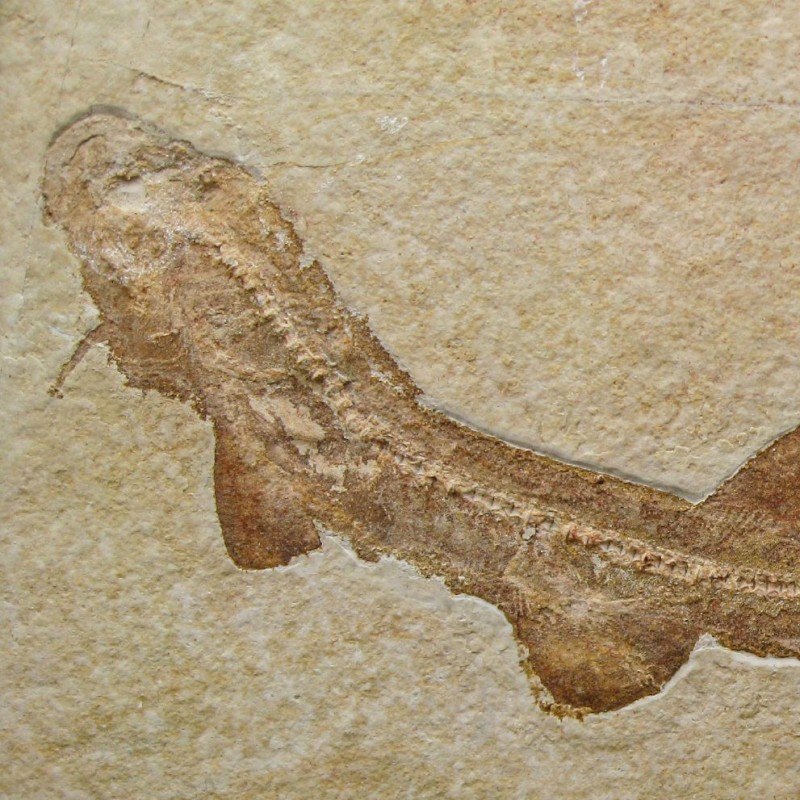 Skelett des Urzeithais Bavariscyllium