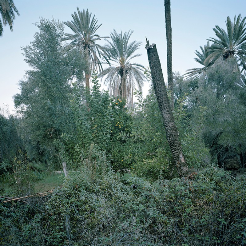 Food
                                 Forest, Inraren, Hohes Atlasgebirge, Marokko, 2025