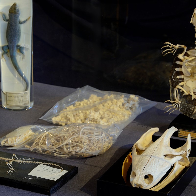 Display case with reptile specimens: two jars with preserved lizards, two plastic bags containing bone fragments,
                                 a lizard skeleton on a wooden base, an assembled turtle skeleton, and a large reptile skull in a box. (AI-generated alt-text,
                                 generated with GPT-4.1-mini)