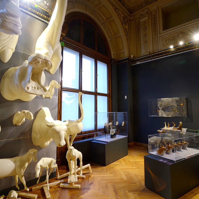 Museum exhibition with large white animal head sculptures on wall, stuffed zebra on pedestal, and mounted animal
                                 horns in glass cases against dark wall. (AI-generated alt-text, generated with GPT-4.1-mini)