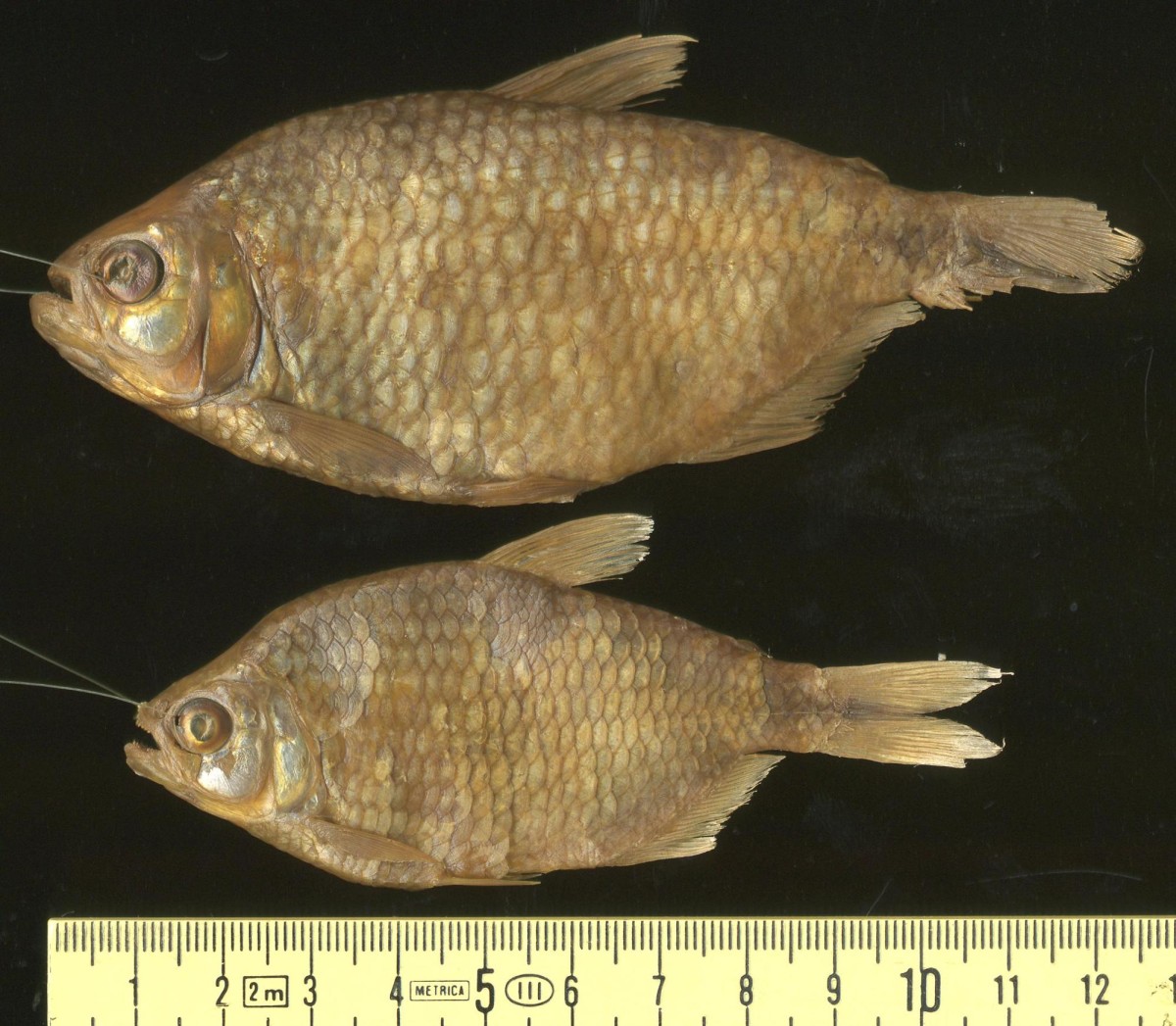 <i>Tetragonopterus lacustris</i>: <em>Tetragonopterus lacustris</em>