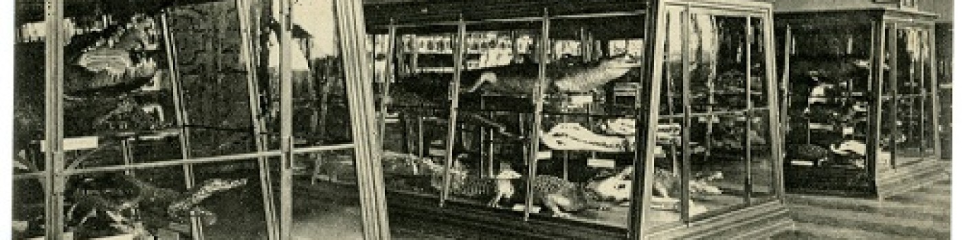 : Approximately 1.000 exhibits are on display, more than half are of historical origin © NHM Vienna, Archive