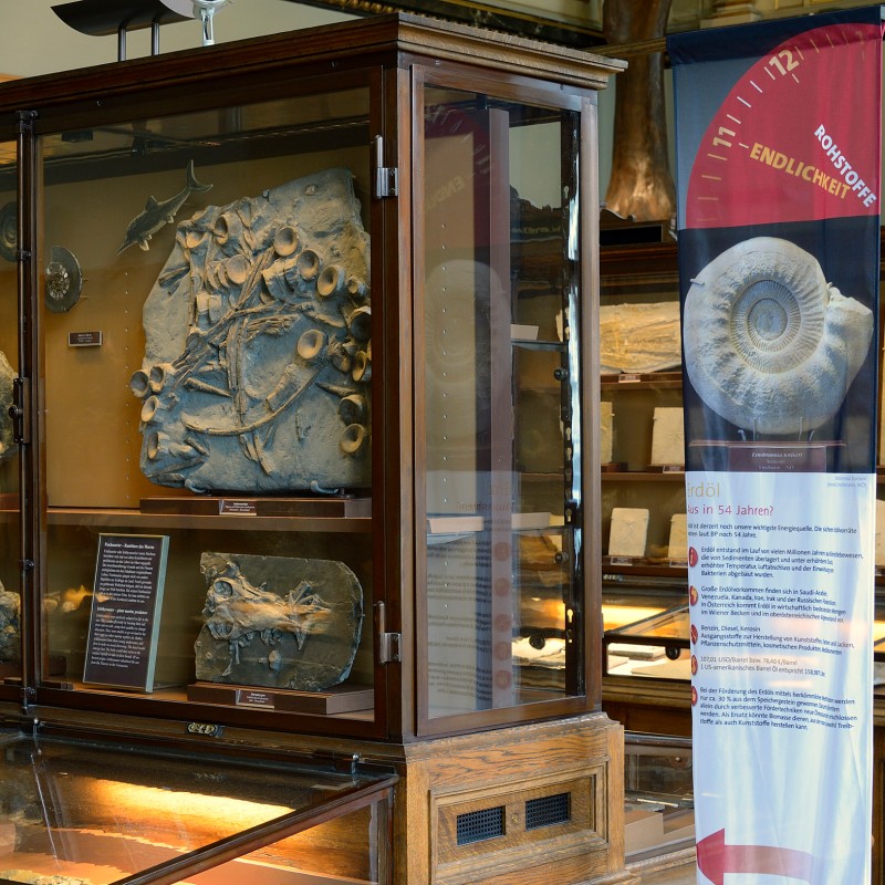 Display cases containing multiple fossils of various sizes and shapes; on the right, an information banner showing
                                 a fossil image. (AI-generated alt-text, generated with GPT-4.1-mini)