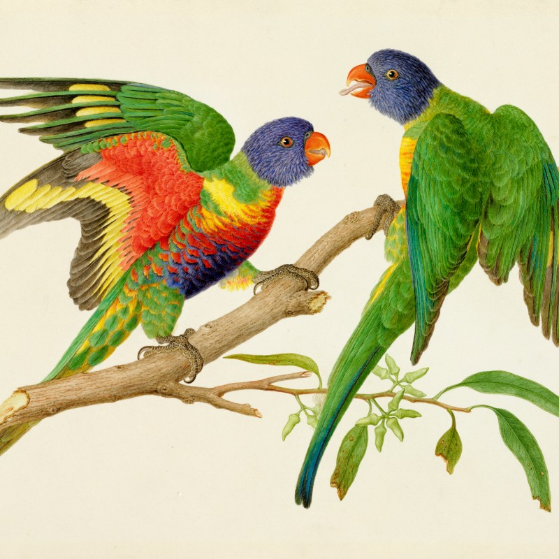 Two colorful lorikeets with green, red, and blue plumage perch on a branch, one facing the other. (AI-generated
                                 alt-text, generated with GPT-4.1-mini)