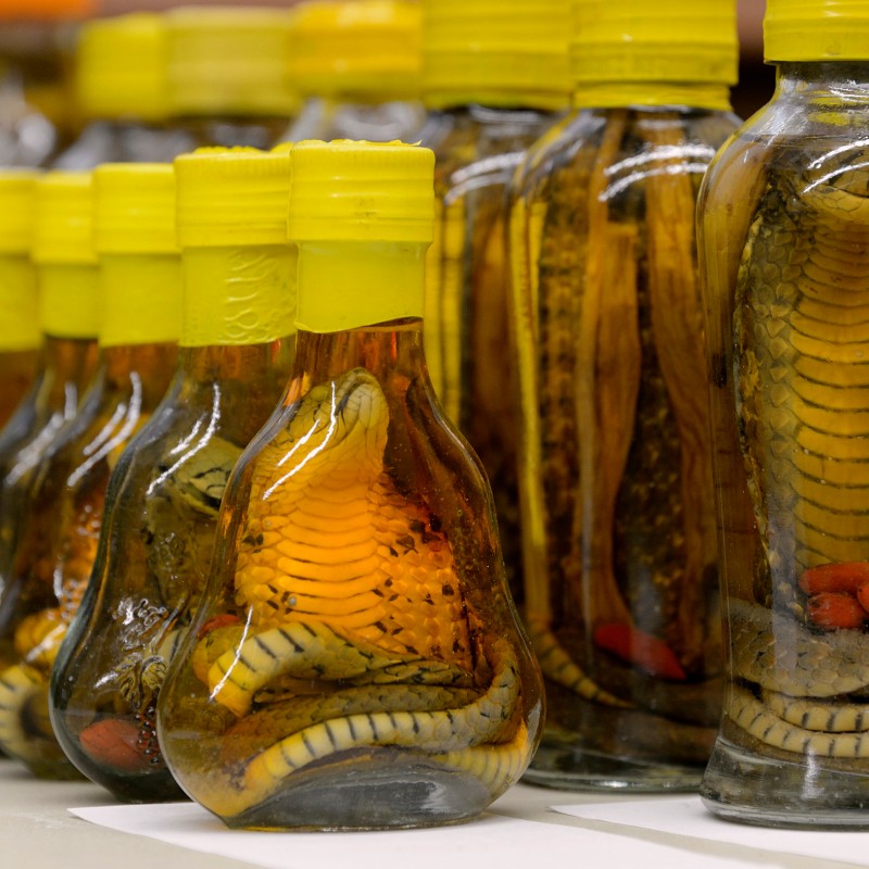 Multiple glass bottles with yellow caps containing preserved snakes in liquid. (AI-generated alt-text, generated
                                 with GPT-4.1-mini)