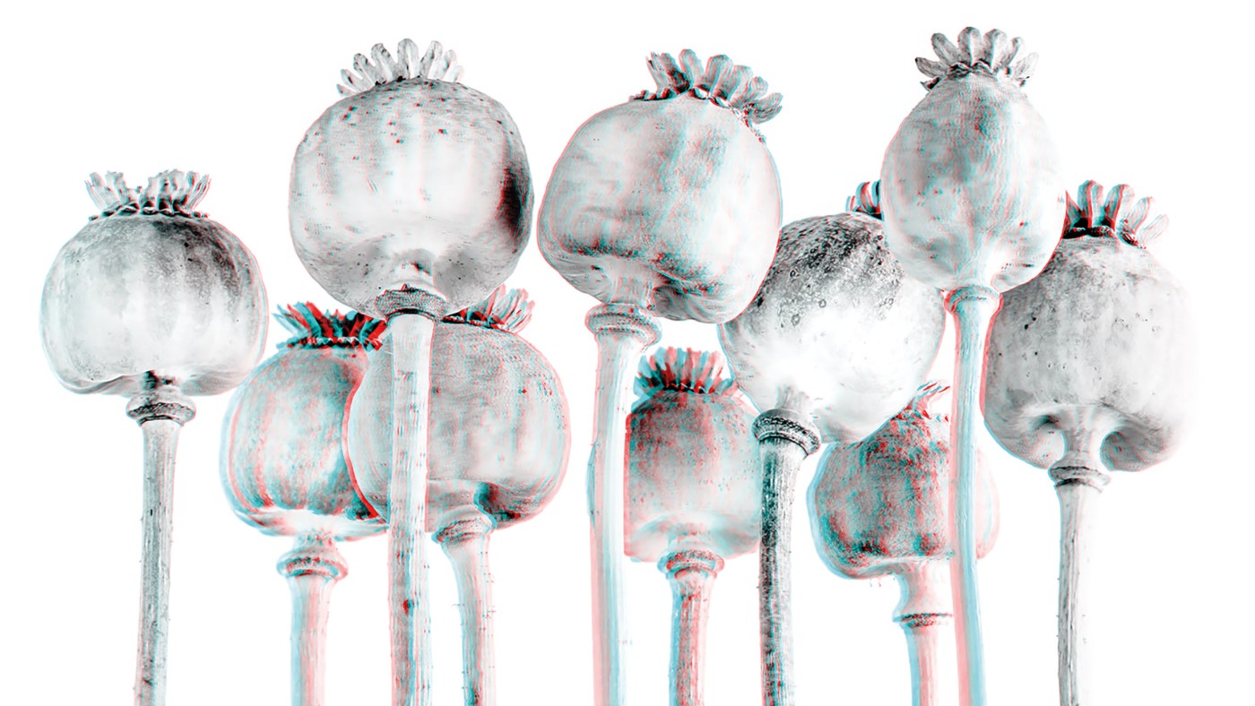 Papaver somniferum, 3D-photo