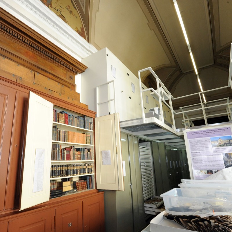 Blick in einen Museumsraum mit alten Holzschränken, Regalen voller Bücher, modernen weißen Archivregalen und einer
                                 Box mit Vogelfedern vorne. (KI-generierter Alt-Text, erstellt mit GPT-4.1-mini)