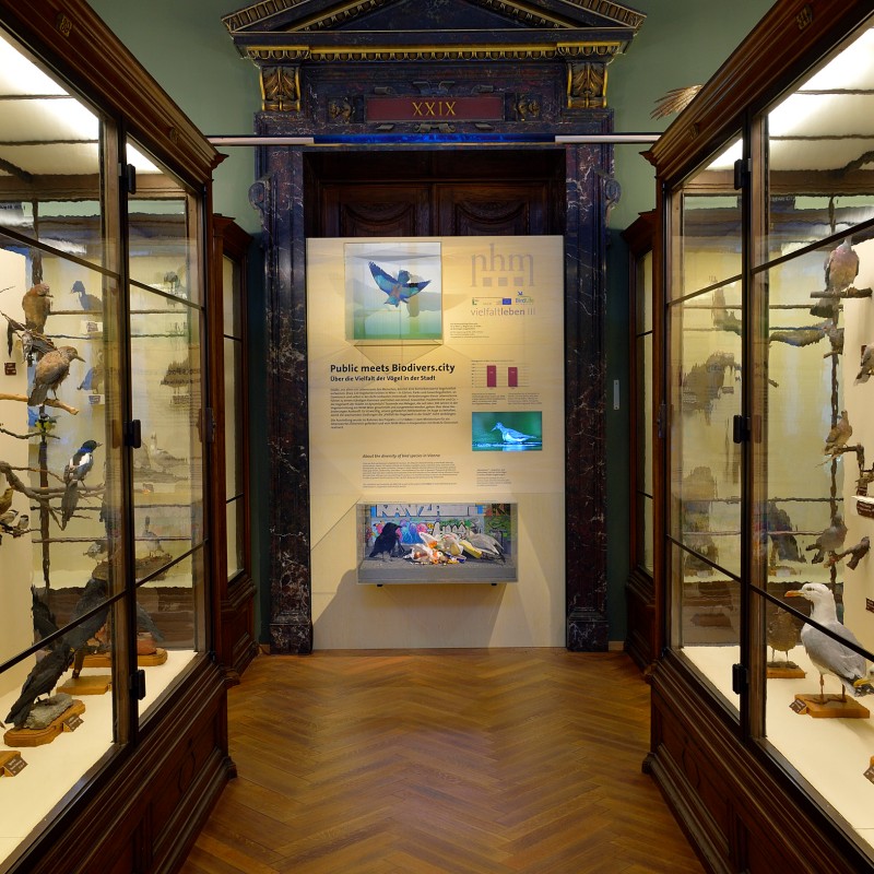 Museum corridor flanked by glass display cases with numerous mounted bird specimens on branches and stands. Exhibition
                                 text and images at the end wall. (AI-generated alt-text, generated with GPT-4.1-mini)