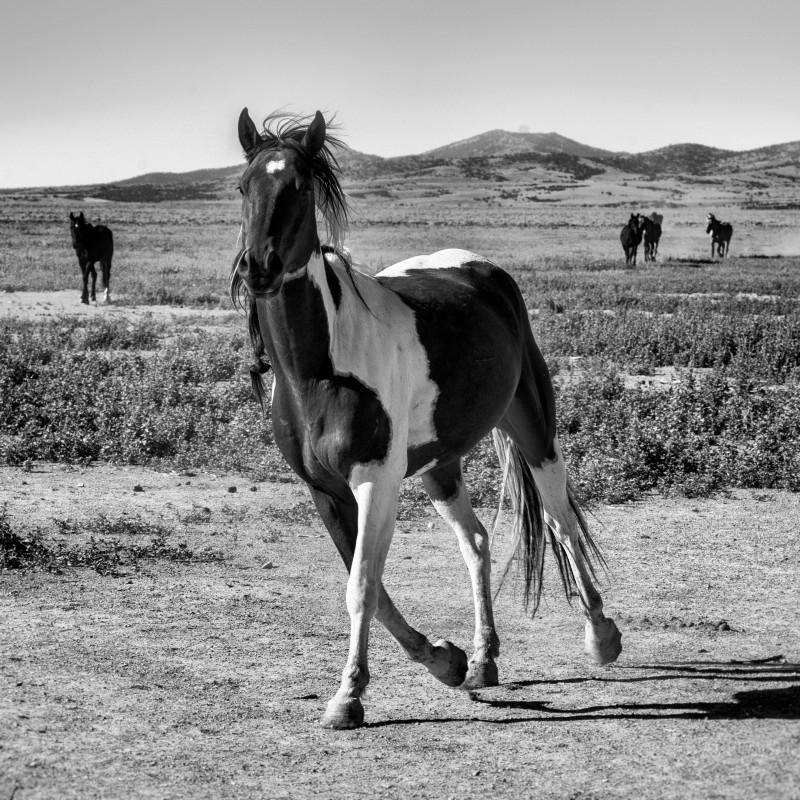 Foreground: Piebald horse trotting across dry plain. Background: Several other horses on open land with hills. (AI-generated
                                 alt-text, generated with GPT-4.1-mini)
