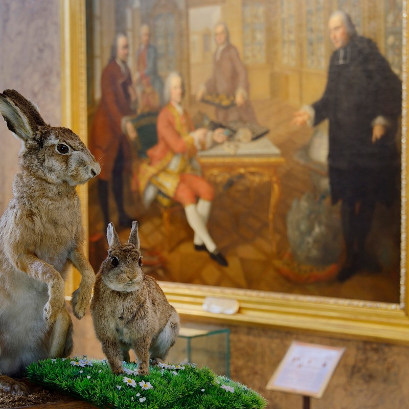 Mounted European hare and small rabbit on a green base, with a large framed painting of several men in historical
                                 dress in the background. (AI-generated alt-text, generated with GPT-4.1-mini)