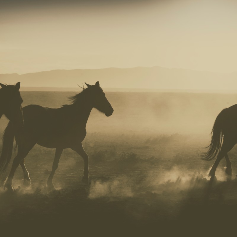 Silhouettes of multiple running wild horses on a dusty plain, backlit by low sunlight. (AI-generated alt-text, generated
                                 with GPT-4.1-mini)