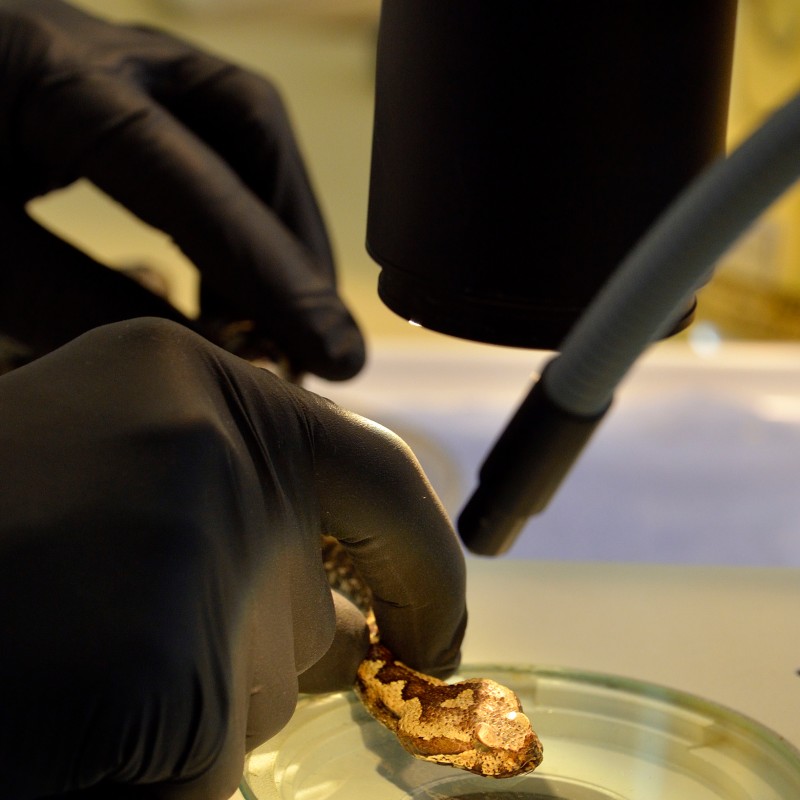 Hand in black glove holds a small, patterned animal under a microscope on a glass plate. (AI-generated alt-text,
                                 generated with GPT-4.1-mini)