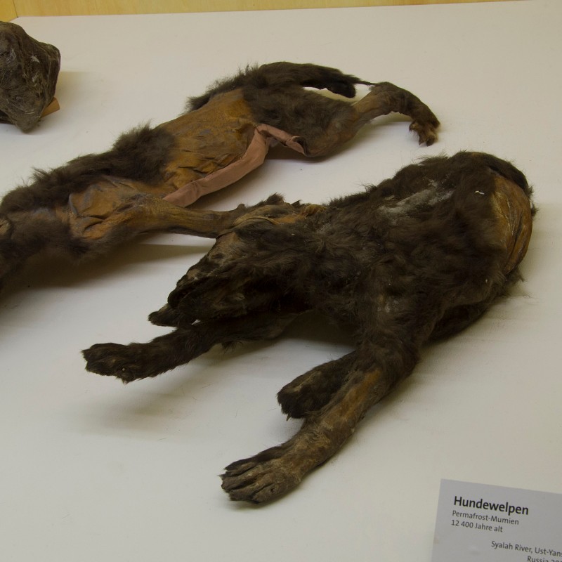 Two mummified puppies with outstretched limbs on a light display surface; rectangular plaque with legible text at
                                 the front. (AI-generated alt-text, generated with GPT-4.1-mini)