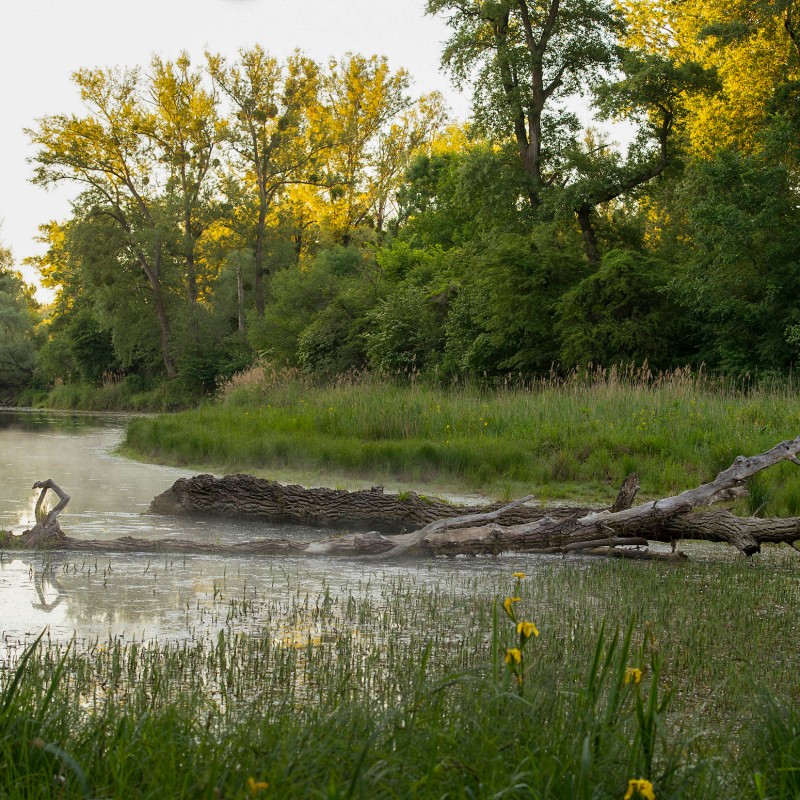 Fallen tree with drooping branches lies on the bank of a calm side arm, surrounded by dense green floodplain forest.
                                 (AI-generated alt-text, generated with GPT-4.1-mini)