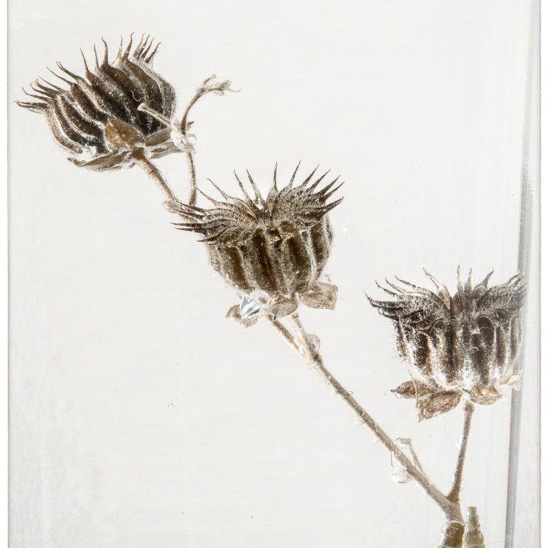 Three dried fruiting bodies of velvetleaf with spiky capsules preserved in clear liquid. (AI-generated alt-text,
                                 generated with GPT-4.1-mini)