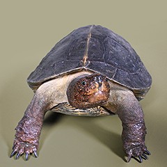: Giant Asian pond turtle © NHM Vienna, C. Potter