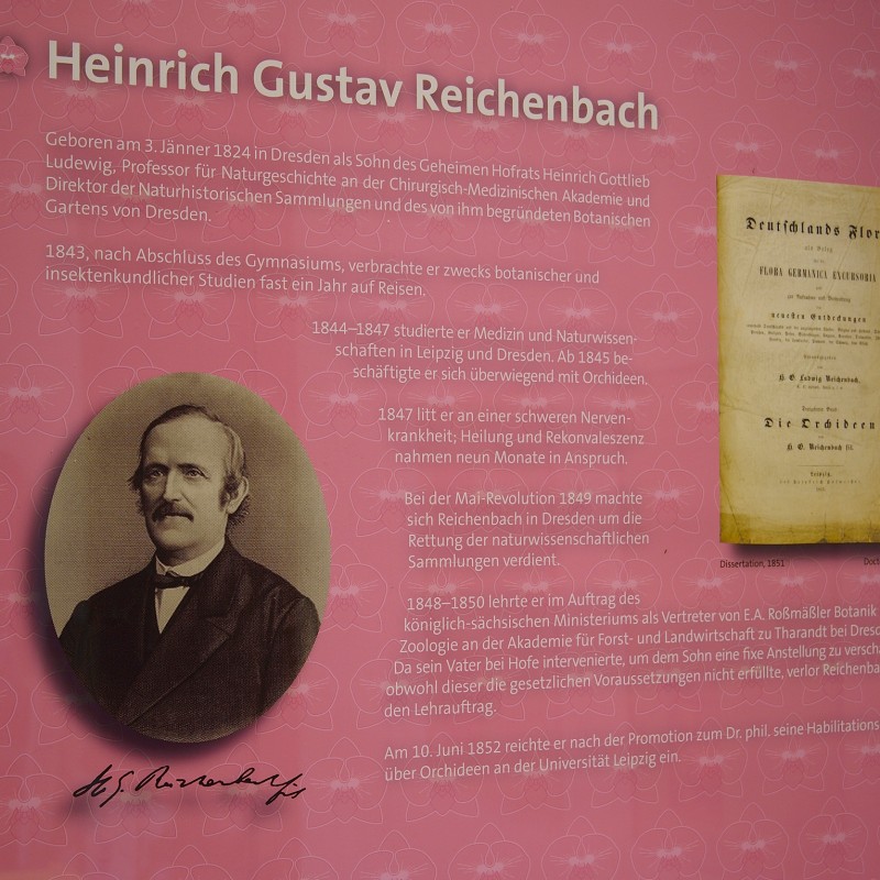Information panel with a portrait of Heinrich Gustav Reichenbach on the left, an old book cover on the right, and
                                 biographical text in between on a pink background. (AI-generated alt-text, generated with GPT-4.1-mini)