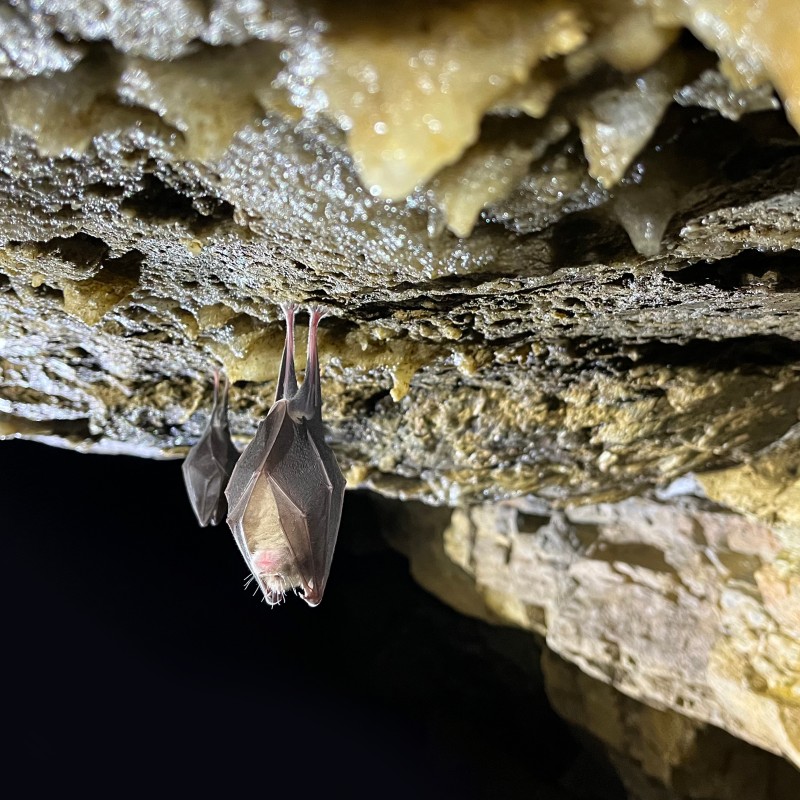 Eine
                                 kleine Hufeisennase hängt kopfüber an einer feuchten Felsdecke in der Lurgrotte. Im Hintergrund sind Tropfsteine erkennbar.
                                 (KI-generierter Alt-Text, erstellt mit GPT-4.1-mini)
