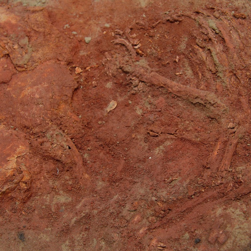 Brown earth or clay surface with partially exposed, shiny bone fragments and irregular texture. (AI-generated alt-text,
                                 generated with GPT-4.1-mini)