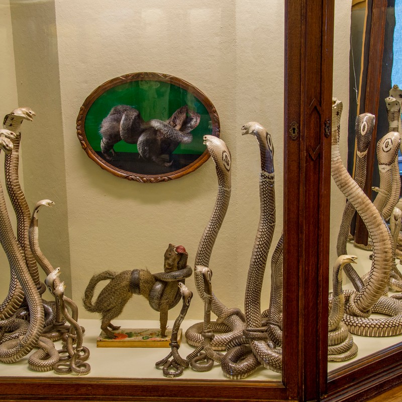 Taxidermy of multiple upright snakes and a mammal in a glass display case, with a round picture of snakes behind
                                 them. (AI-generated alt-text, generated with GPT-4.1-mini)