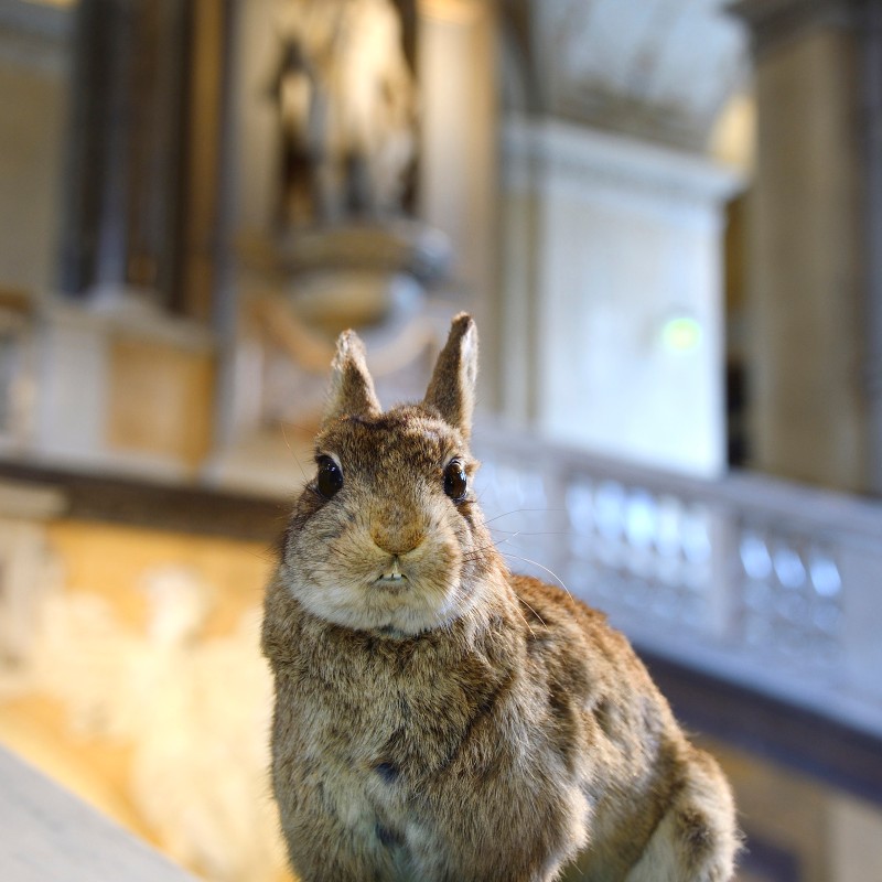 Nahaufnahme eines Kaninchens auf einer grünen Fläche mit bunten Ostereiern vor einem unscharfen historischen Innenraum
                                 mit Skulptur. (KI-generierter Alt-Text, erstellt mit GPT-4.1-mini)
