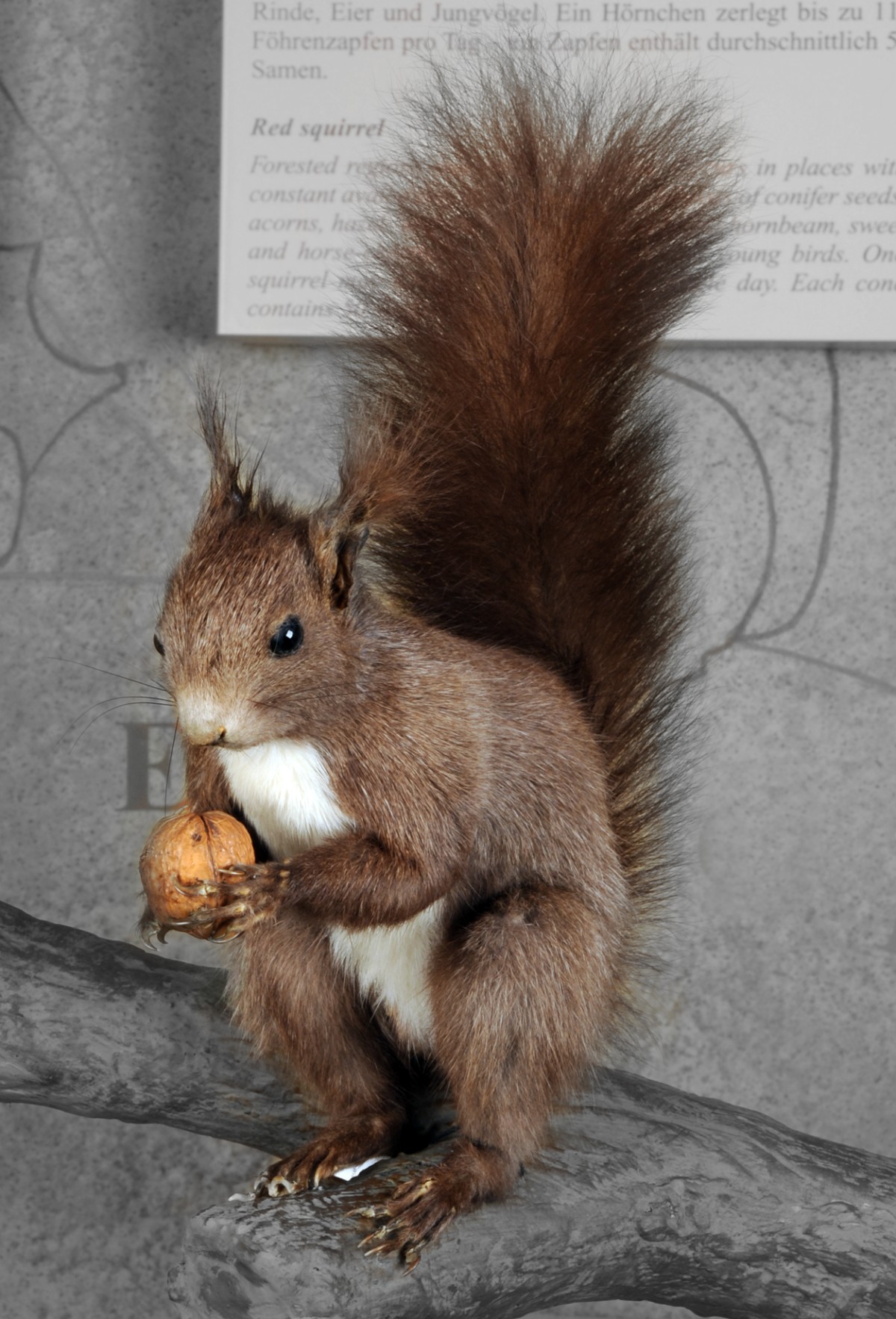 : Eichhörnchen mit Nuss