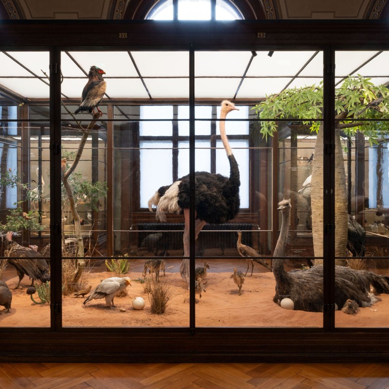 Large glass display case enclosure with taxidermy birds, including an ostrich in the center surrounded by smaller birds and plants on sandy ground