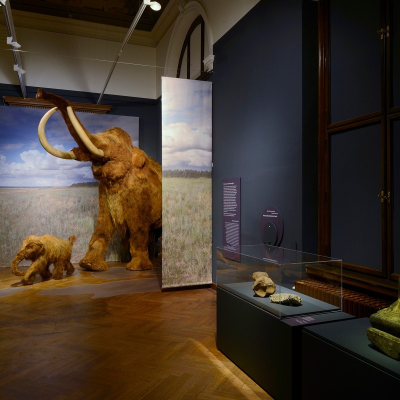 Life-size mammoth models displayed in a museum hall with wooden floor, fossil exhibits in glass cases to the right
                                 (AI-generated alt-text, generated with GPT-4.1-mini)