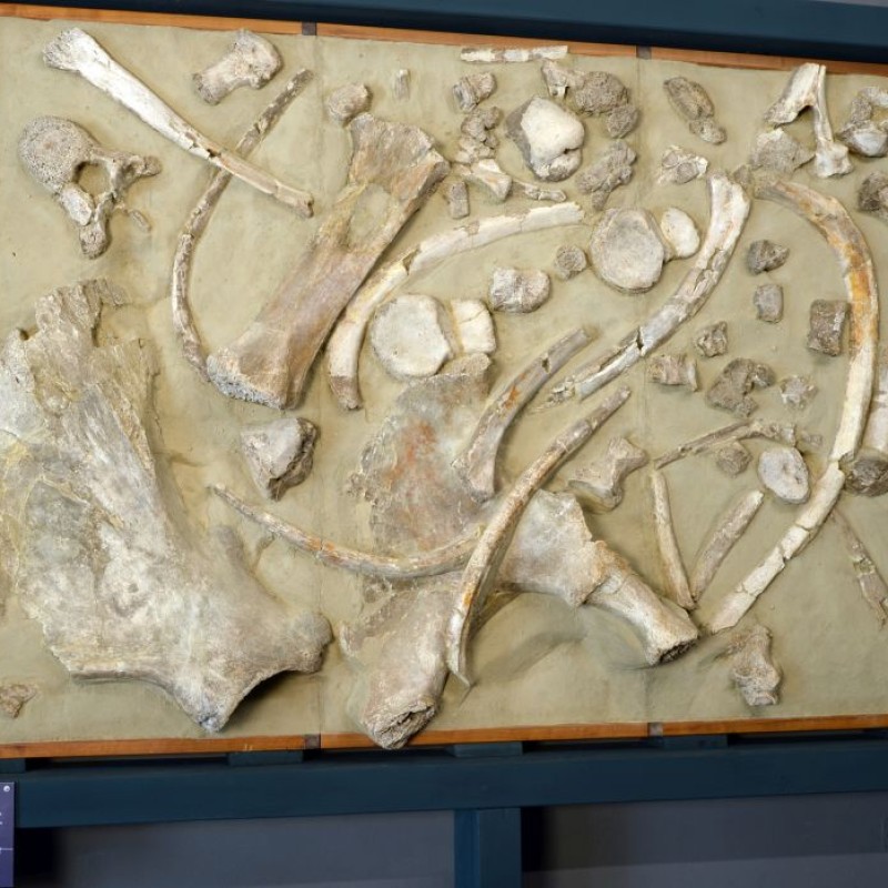 Mehrere
                                 große, helle Knochen verschiedener Formen in Sand eingelassen und nebeneinander ausgerichtet, in einer rechteckigen Vitrine
                                 präsentiert. (KI-generierter Alt-Text, erstellt mit GPT-4.1-mini)