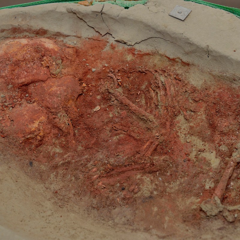 Reddish-brown fossil with visible bone fragments embedded in light rock, details are partially obscured by earth
                                 and stone. (AI-generated alt-text, generated with GPT-4.1-mini)