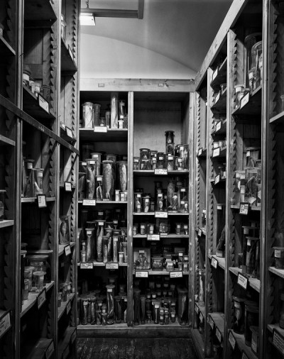 : Insides. Behind the scenes of the Natural History Museum Vienna ©Courtesy of the artist, Stefan Oláh