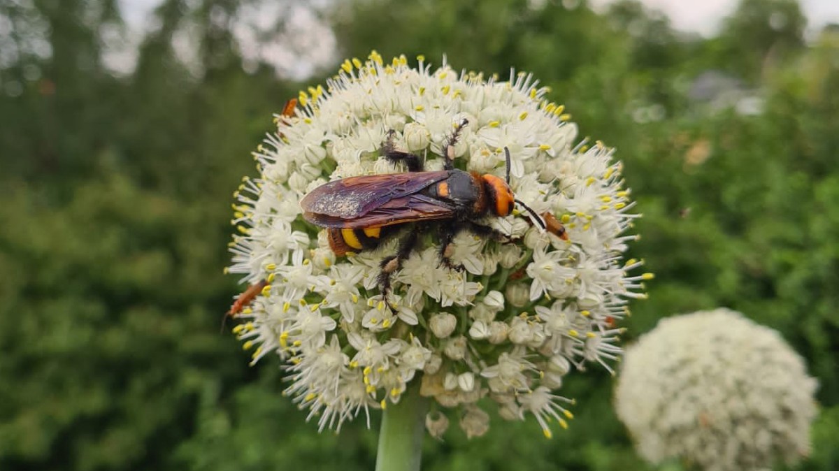 : Megascolia maculata auf Blüte.
© Rita Rehrmbacher