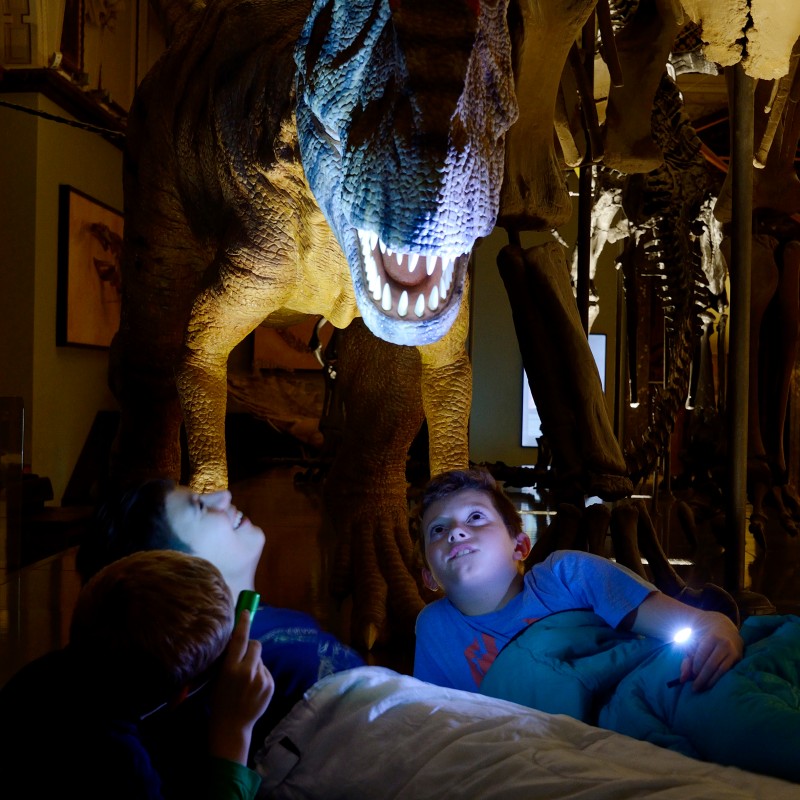 Three children lying in sleeping bags under a lit dinosaur model in a museum. (AI-generated alt-text, generated
                                 with GPT-4.1-mini)