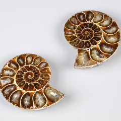 : Erhältlich sind viele Originalfossilien, wie Ammoniten © NHM Wien, C. Potter 