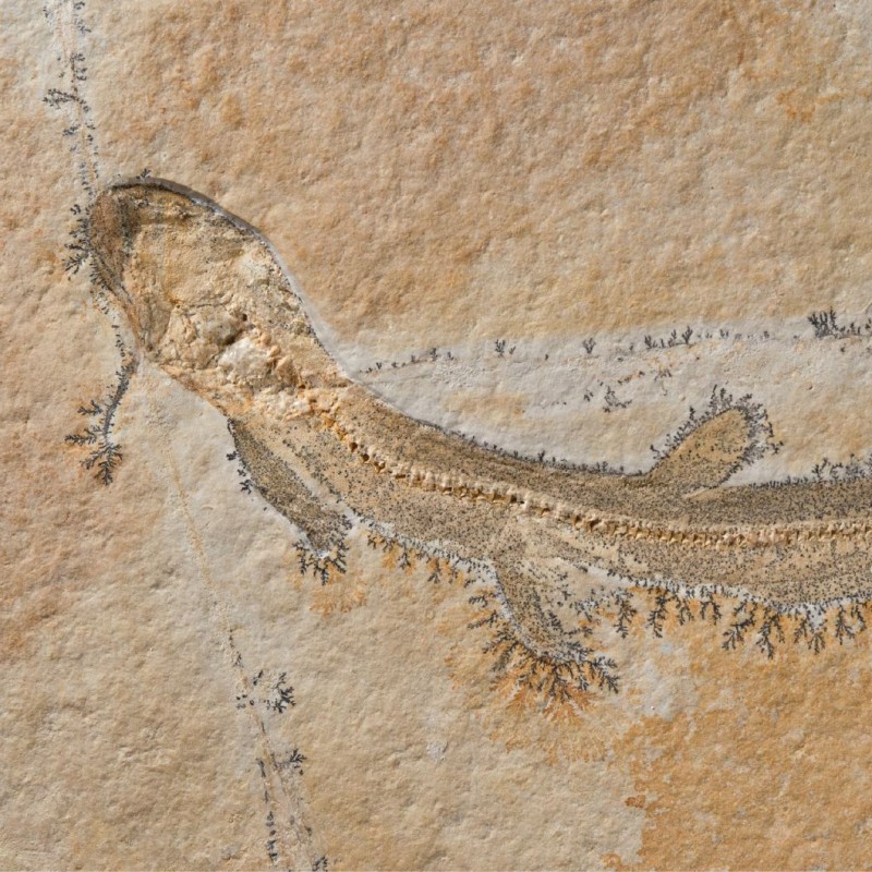 Skelett des Urzeithais Bavariscyllium