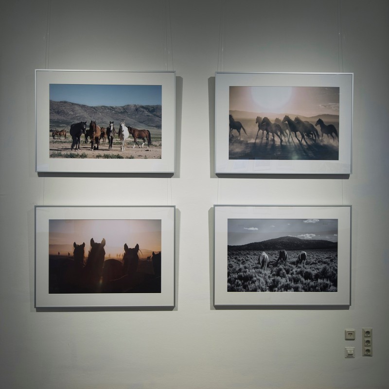 Four framed photos of wild horses hang on a light-colored wall between two windows with blinds. (AI-generated alt-text,
                                 generated with GPT-4.1-mini)