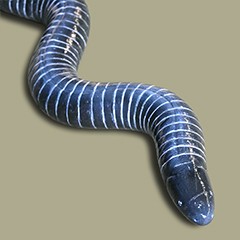 : Ringed caecilian  © NHM Vienna, C. Potter