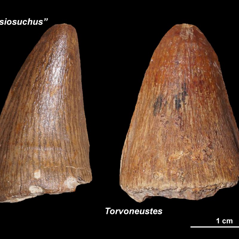 Zwei fossile Zähne mit glatter, bräunlicher Oberfläche nebeneinander auf schwarzem Grund; links mit 'Plesiosuchus',
                                 rechts mit 'Torvoneustes' beschriftet. Beide Zähne zeigen deutliche Rillen, darunter eine metrische Skala. (KI-generierter
                                 Alt-Text, erstellt mit GPT-4.1-mini)