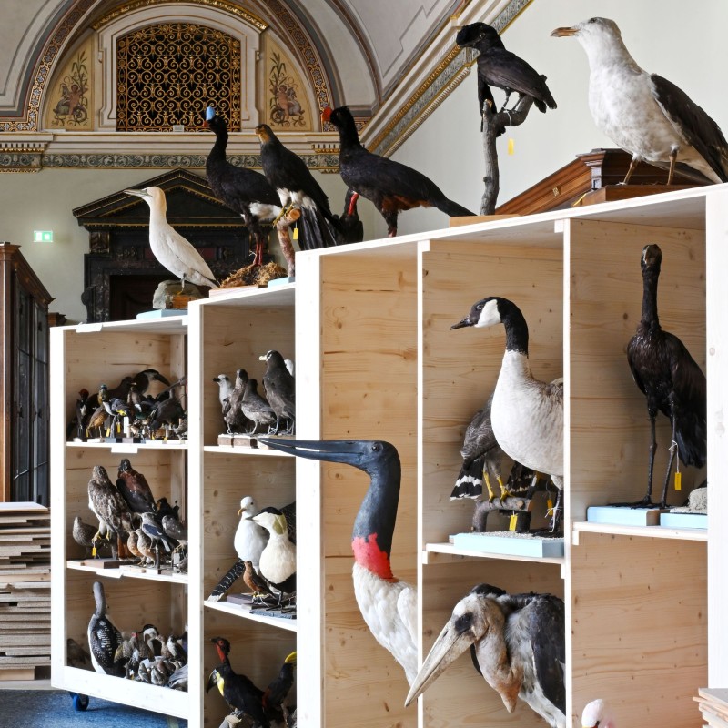 Vogelsäle des Naturhistorischen Museums Wien