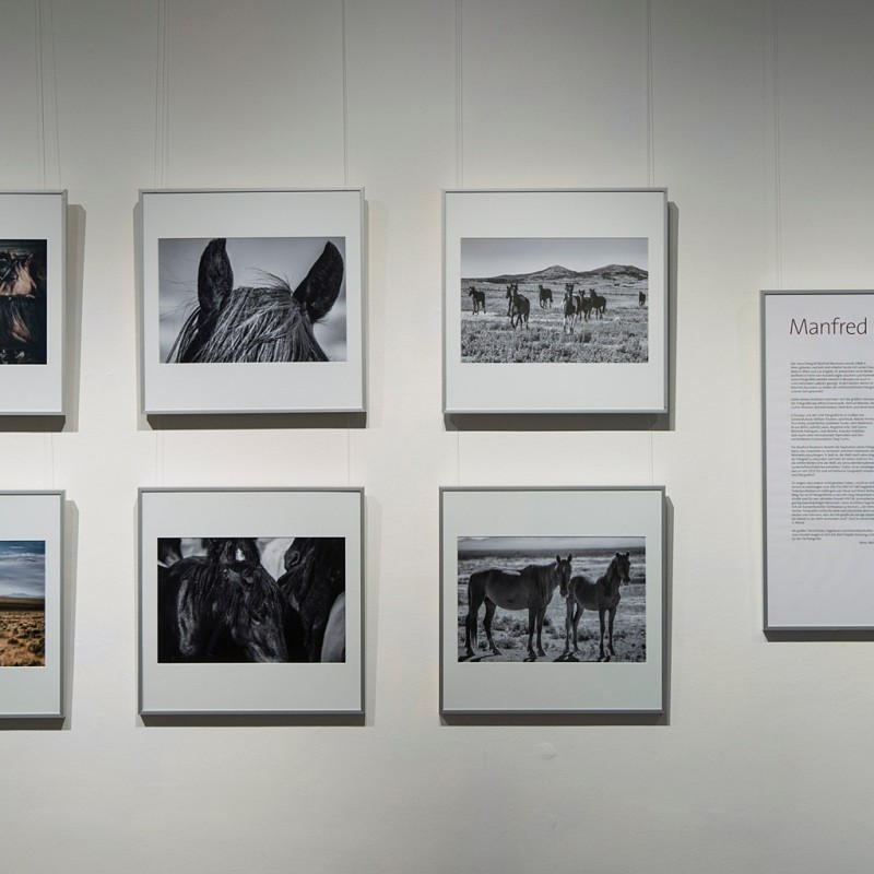 Photo wall with several framed horse photographs and a text panel in the center. (AI-generated alt-text, generated
                                 with GPT-4.1-mini)