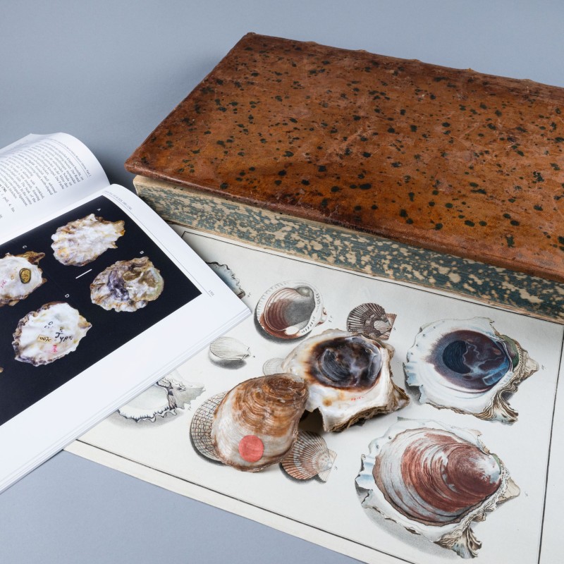 Born-Typenkatalog mit Mollusken