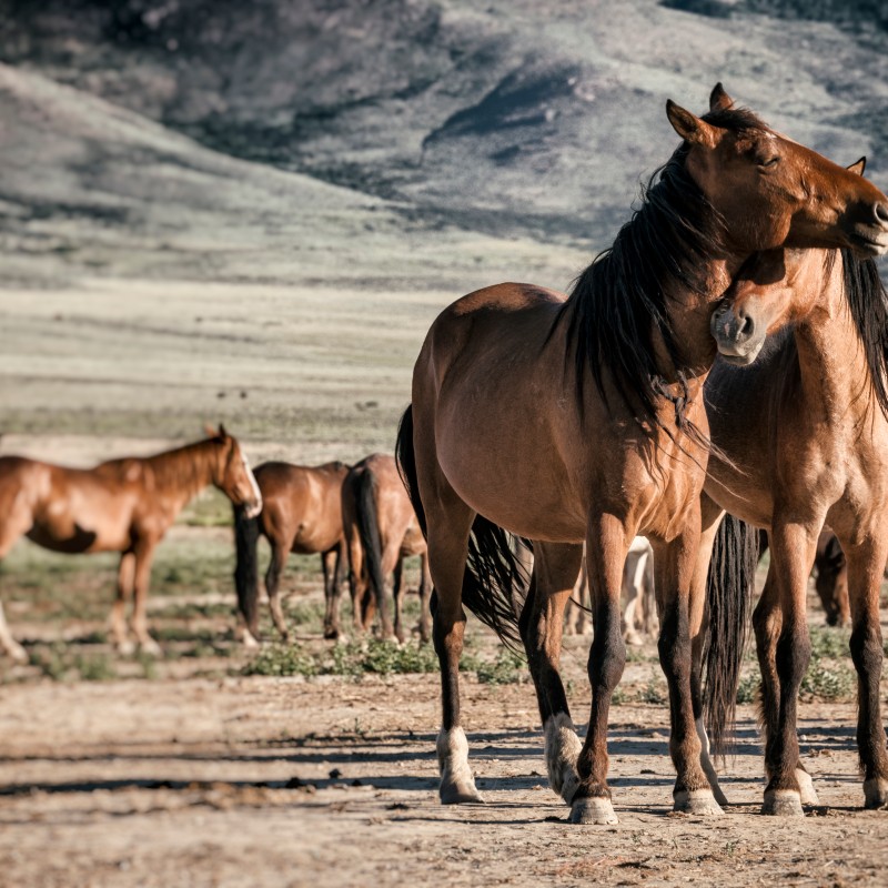 Two mustangs stand close together in the foreground on a wide, dry plain, with more horses in the background. (AI-generated
                                 alt-text, generated with GPT-4.1-mini)