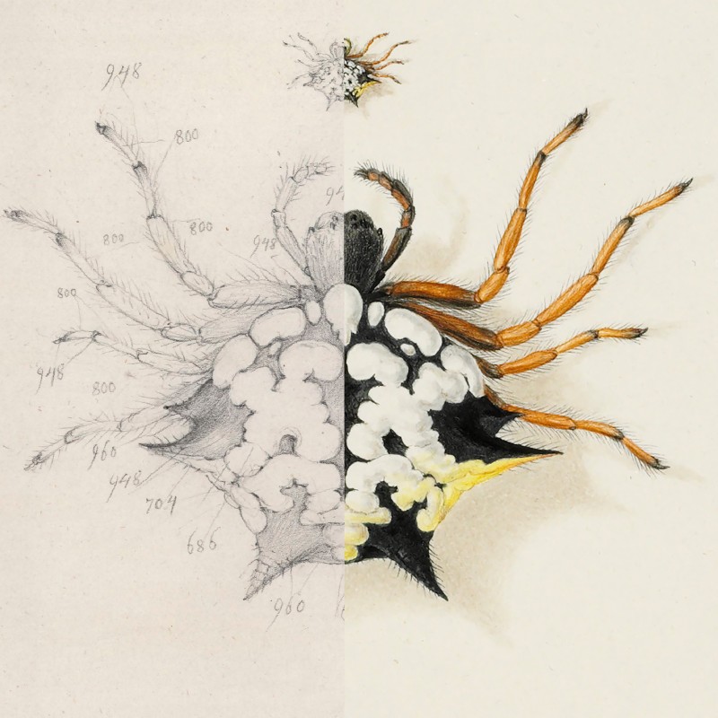 Halb kolorierte Zeichnung einer Spinne, linke Hälfte schwarz-weiße Skizze mit Zahlen, rechte Hälfte farbig ausgearbeitet
                                 mit gelben und orangefarbenen Beinen. (KI-generierter Alt-Text, erstellt mit GPT-4.1-mini)