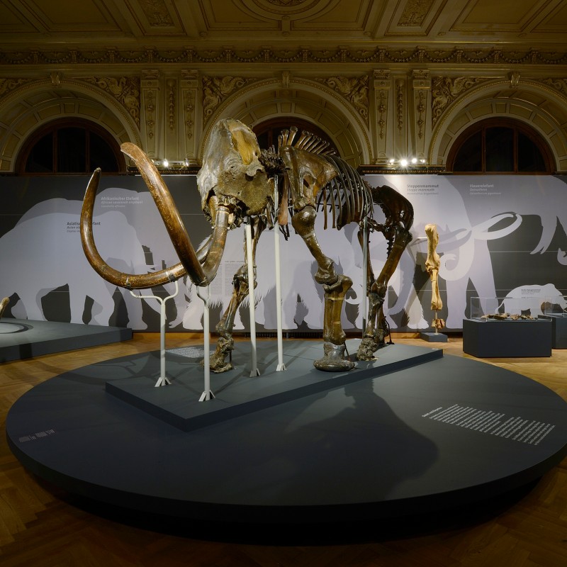 Mammoth skeleton with curved tusks on a pedestal in an exhibition room with wall silhouettes and information panels.
                                 (AI-generated alt-text, generated with GPT-4.1-mini)