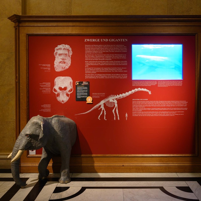 Stuffed small elephant stands in front of red wall with scientific texts, skull models, skeleton drawing, and large
                                 photo of a whale. (AI-generated alt-text, generated with GPT-4.1-mini)