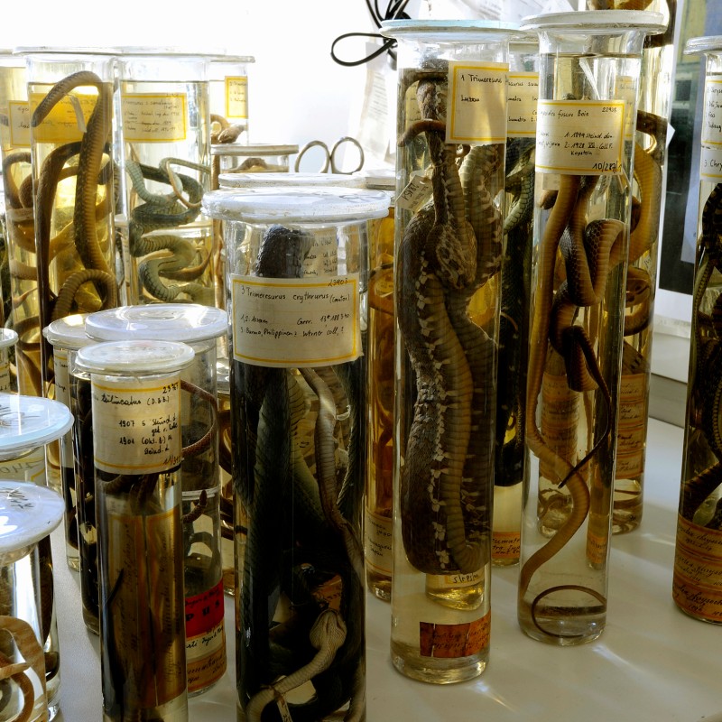 Multiple glass jars containing preserved snakes of different
                                 sizes are arranged next to each other on a table. (AI-generated alt-text, generated with GPT-4.1-mini)