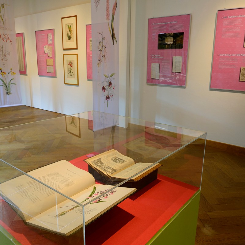 Open book with botanical illustrations in a display case, surrounded by information panels and drawings of orchids
                                 on the walls. (AI-generated alt-text, generated with GPT-4.1-mini)