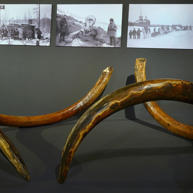 Two large, curved mammoth tusks lying side by side on a dark floor, with three historical black-and-white photographs
                                 of excavation scenes behind them. (AI-generated alt-text, generated with GPT-4.1-mini)