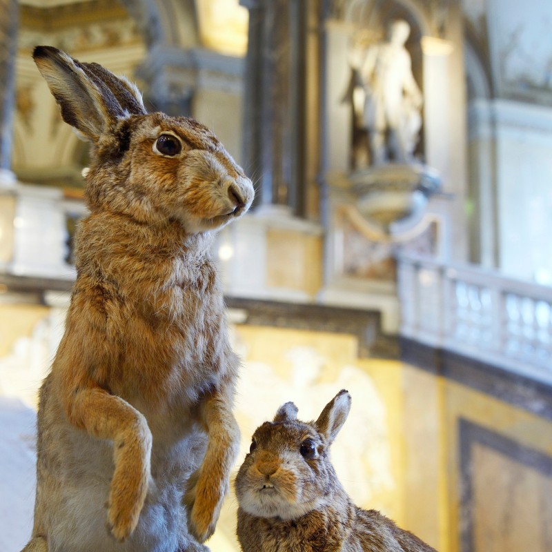 Two taxidermied hares, one upright, in an ornate museum hall with marble and a statue in the background. (AI-generated
                                 alt-text, generated with GPT-4.1-mini)